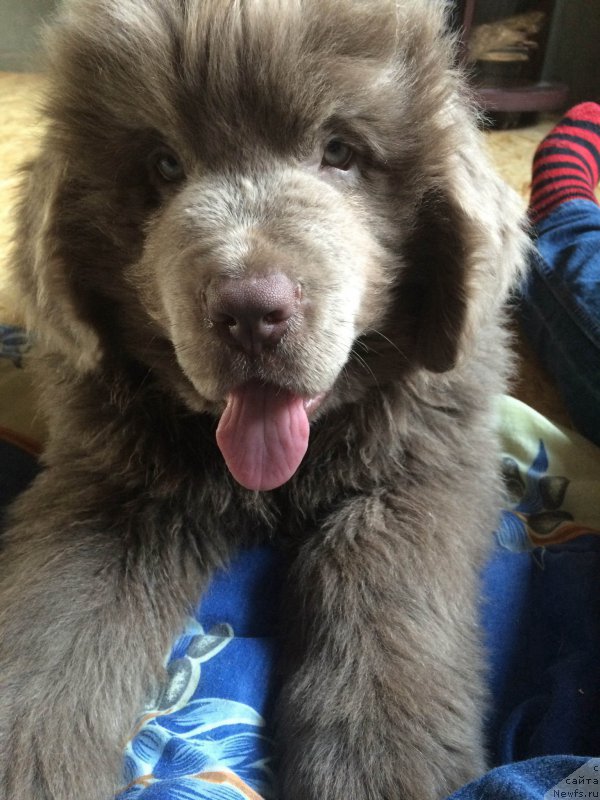 Фото: ньюфаундленд Eger Goluboy Taigy Super Mishka