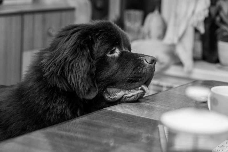 Фото: ньюфаундленд Velyke Malyatko Dnister