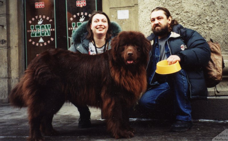 Фото: ньюфаундленд Peter-Bear Layma Prayd (Петер-Беар Лайма Прайд)