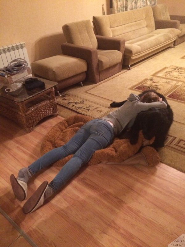 Фото: ньюфаундленд Bonni Flayt (Бонни Флайт)