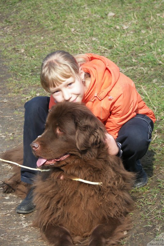 Фото: ньюфаундленд Peter-Bear Layma Prayd (Петер-Беар Лайма Прайд)