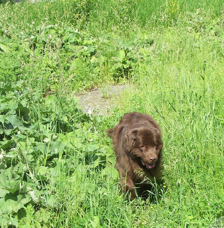 Фото: ньюфаундленд Peter-Bear Layma Prayd (Петер-Беар Лайма Прайд)