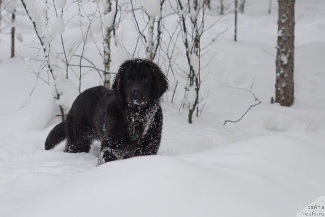 Фото: ньюфаундленд Hilda Fulfillment of Dreams Black Legend (Хилда Фулфилмент оф Дреамс Блак Легенд)