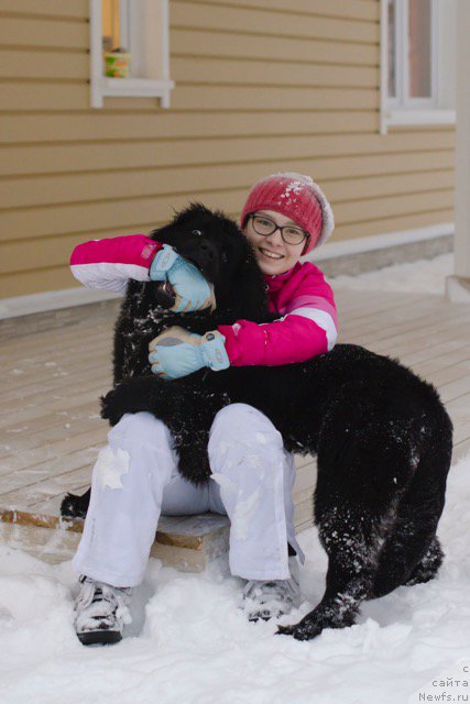 Фото: ньюфаундленд Hilda Fulfillment of Dreams Black Legend (Хилда Фулфилмент оф Дреамс Блак Легенд)