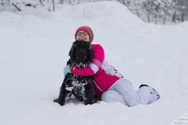 Фото: ньюфаундленд Hilda Fulfillment of Dreams Black Legend (Хилда Фулфилмент оф Дреамс Блак Легенд)