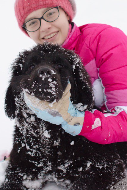 Фото: ньюфаундленд Hilda Fulfillment of Dreams Black Legend (Хилда Фулфилмент оф Дреамс Блак Легенд)