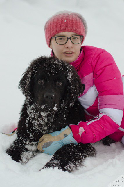 Фото: ньюфаундленд Hilda Fulfillment of Dreams Black Legend (Хилда Фулфилмент оф Дреамс Блак Легенд)