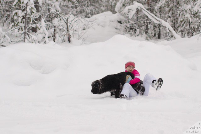 Фото: ньюфаундленд Hilda Fulfillment of Dreams Black Legend (Хилда Фулфилмент оф Дреамс Блак Легенд)