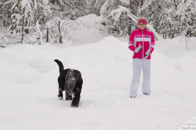 Фото: ньюфаундленд Hilda Fulfillment of Dreams Black Legend (Хилда Фулфилмент оф Дреамс Блак Легенд)