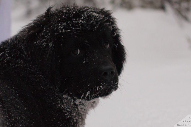 Фото: ньюфаундленд Hilda Fulfillment of Dreams Black Legend (Хилда Фулфилмент оф Дреамс Блак Легенд)