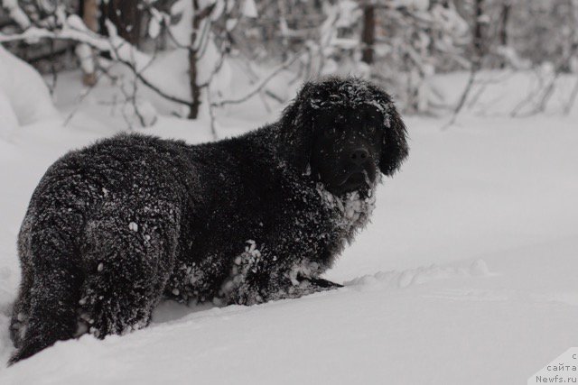 Фото: ньюфаундленд Hilda Fulfillment of Dreams Black Legend (Хилда Фулфилмент оф Дреамс Блак Легенд)