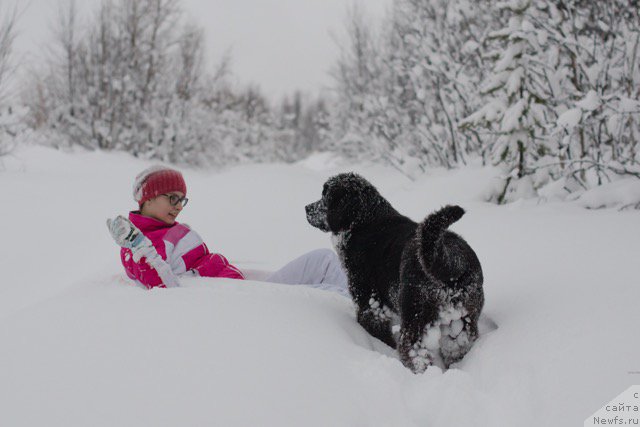 Фото: ньюфаундленд Hilda Fulfillment of Dreams Black Legend (Хилда Фулфилмент оф Дреамс Блак Легенд)