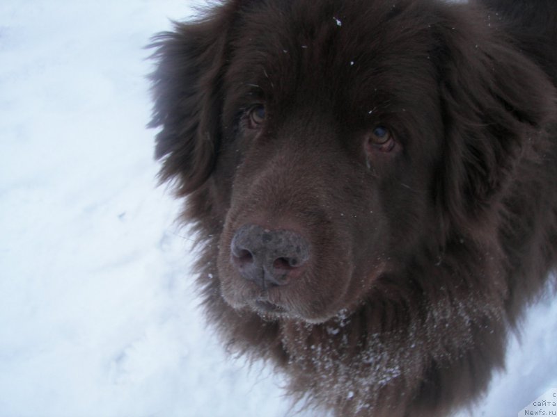 Фото: ньюфаундленд Peter-Bear Layma Prayd (Петер-Беар Лайма Прайд)