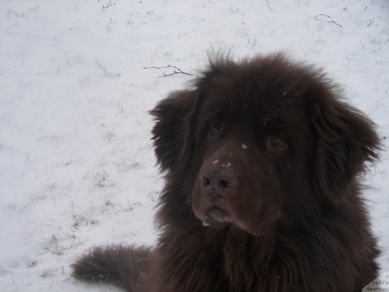 Фото: ньюфаундленд Peter-Bear Layma Prayd (Петер-Беар Лайма Прайд)