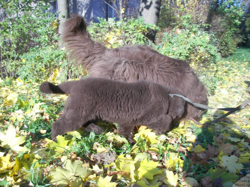 Фото: ньюфаундленд Peter-Bear Layma Prayd (Петер-Беар Лайма Прайд), ньюфаундленд Fann'yuf Aurika Abissiniya (Фанньюф Аурика Абиссиния)