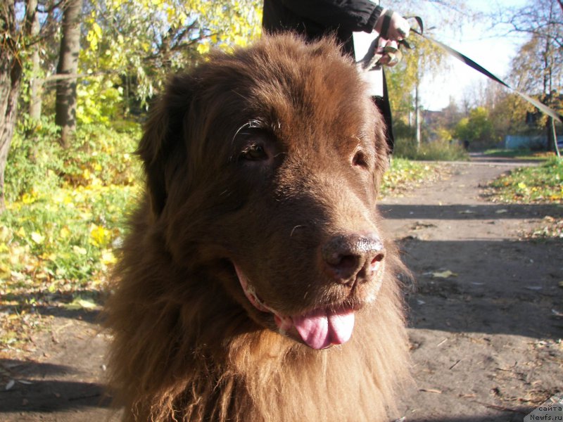 Фото: ньюфаундленд Peter-Bear Layma Prayd (Петер-Беар Лайма Прайд)