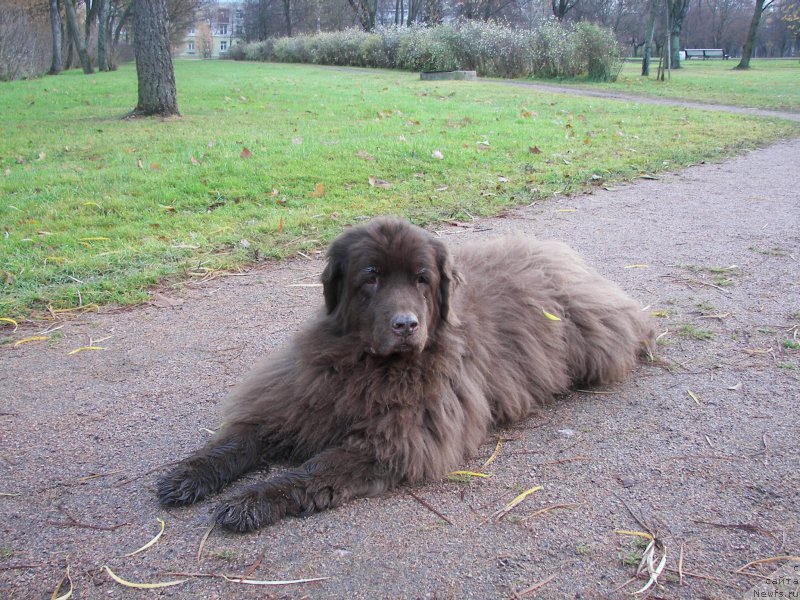 Фото: ньюфаундленд Peter-Bear Layma Prayd (Петер-Беар Лайма Прайд)