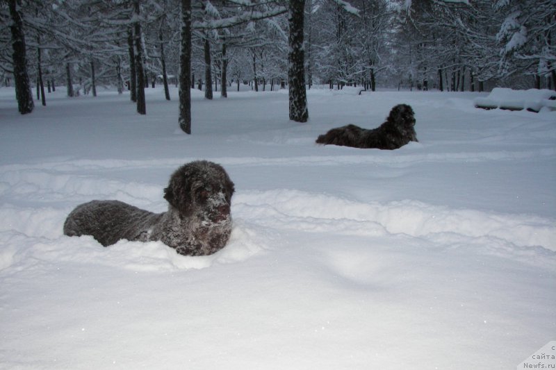Фото: ньюфаундленд Peter-Bear Layma Prayd (Петер-Беар Лайма Прайд), ньюфаундленд Fann'yuf Aurika Abissiniya (Фанньюф Аурика Абиссиния)