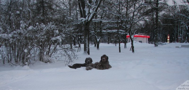 Фото: ньюфаундленд Peter-Bear Layma Prayd (Петер-Беар Лайма Прайд), ньюфаундленд Fann'yuf Aurika Abissiniya (Фанньюф Аурика Абиссиния)