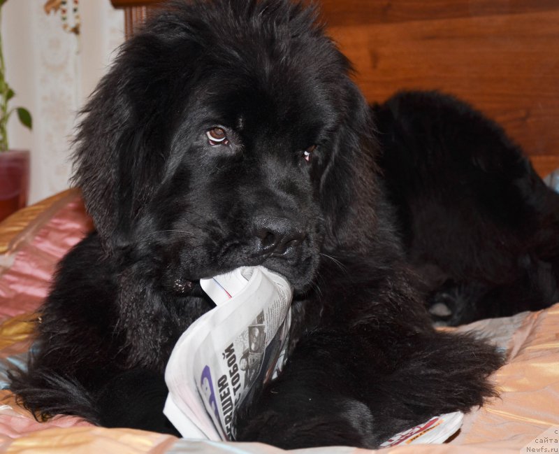 Фото: ньюфаундленд Chernaya Mafia Shot in the Dark (Черная Мафия Шот ин тхе Дарк)