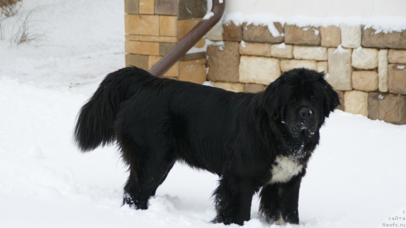 Фото: ньюфаундленд Akvian Song Ledi In Blyek (Аквиан Сонг Леди Ин Блэк)