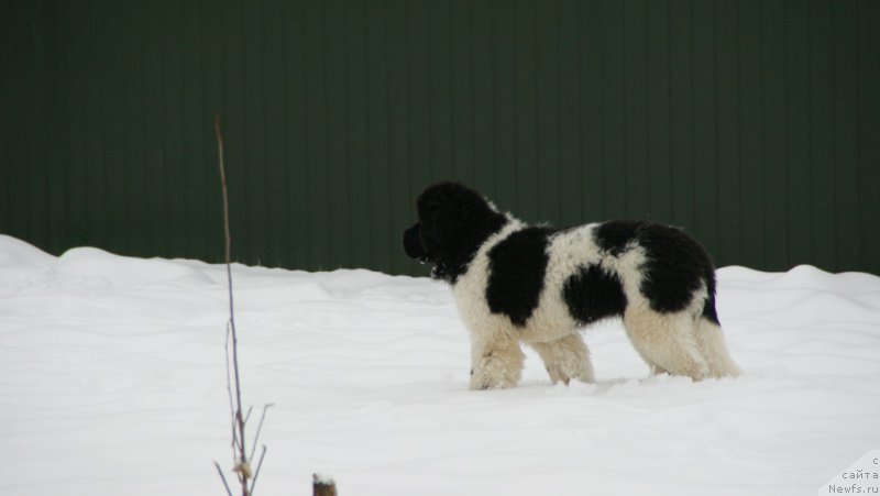 Фото: ньюфаундленд Super Bizon Maestro (Супер Бизон Маэстро)