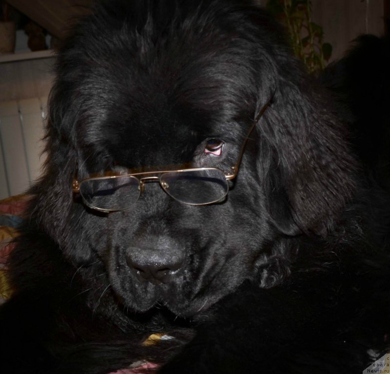 Фото: ньюфаундленд Chernaya Mafia Shot in the Dark (Черная Мафия Шот ин тхе Дарк)