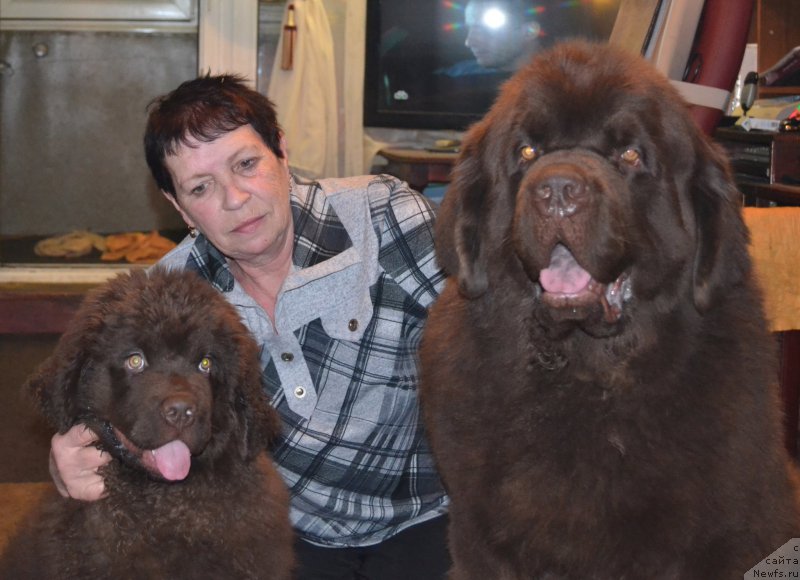 Фото: ньюфаундленд Nobl King May Lord Simba (Нобл Кинг Май Лорд Симба), ньюфаундленд Charli The Best Helfi Pel (Чарли Де Бест Хелфи Пэл), Lyudmila Prohorova (Людмила Прохорова)