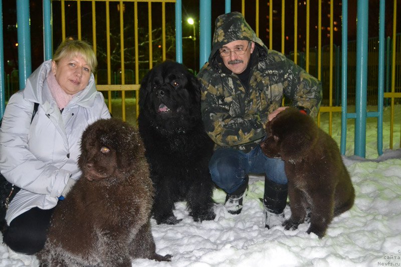 Фото: ньюфаундленд Nobl King May Lord Simba (Нобл Кинг Май Лорд Симба), ньюфаундленд Zhdanny Syn Vialiki Miadzvedz, ньюфаундленд Nobl King May Lord Simba (Нобл Кинг Май Лорд Симба)