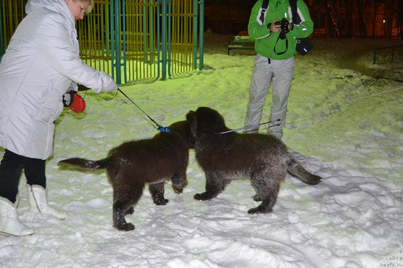 Фото: ньюфаундленд Nobl King May Lord Simba (Нобл Кинг Май Лорд Симба), ньюфаундленд Nyesh Sollar Vind (Нэш Соллар Винд)