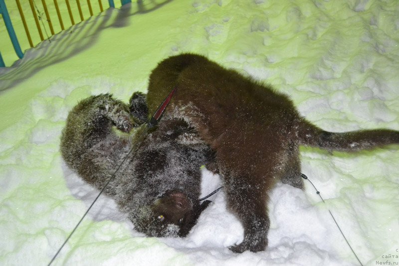 Фото: ньюфаундленд Nobl King May Lord Simba (Нобл Кинг Май Лорд Симба), ньюфаундленд Nyesh Sollar Vind (Нэш Соллар Винд)