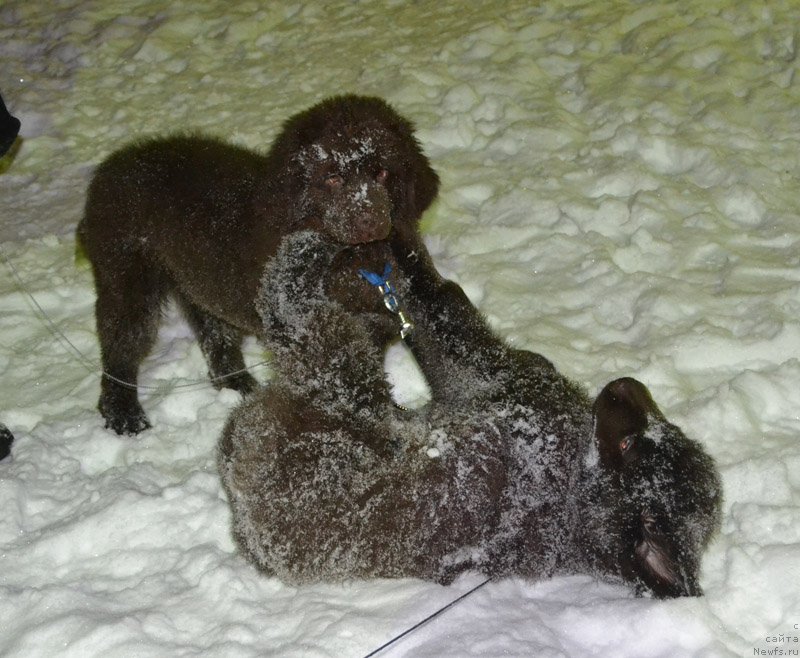 Фото: ньюфаундленд Nobl King May Lord Simba (Нобл Кинг Май Лорд Симба), ньюфаундленд Nyesh Sollar Vind (Нэш Соллар Винд)