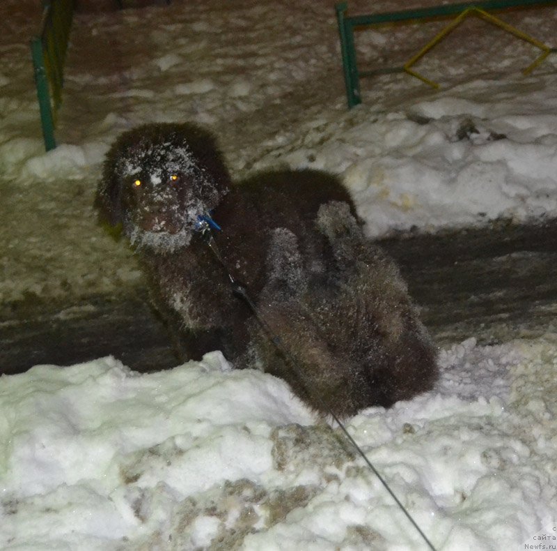 Фото: ньюфаундленд Nobl King May Lord Simba (Нобл Кинг Май Лорд Симба), ньюфаундленд Nyesh Sollar Vind (Нэш Соллар Винд)