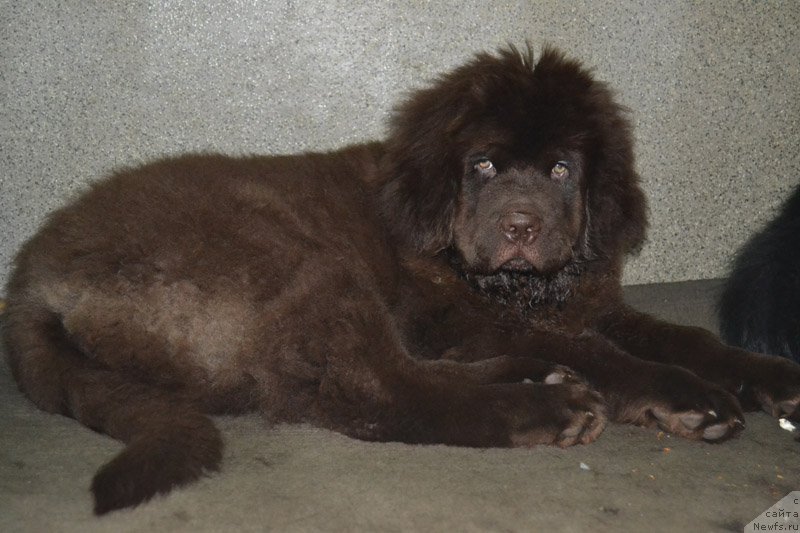 Фото: ньюфаундленд Nobl King May Lord Simba (Нобл Кинг Май Лорд Симба)