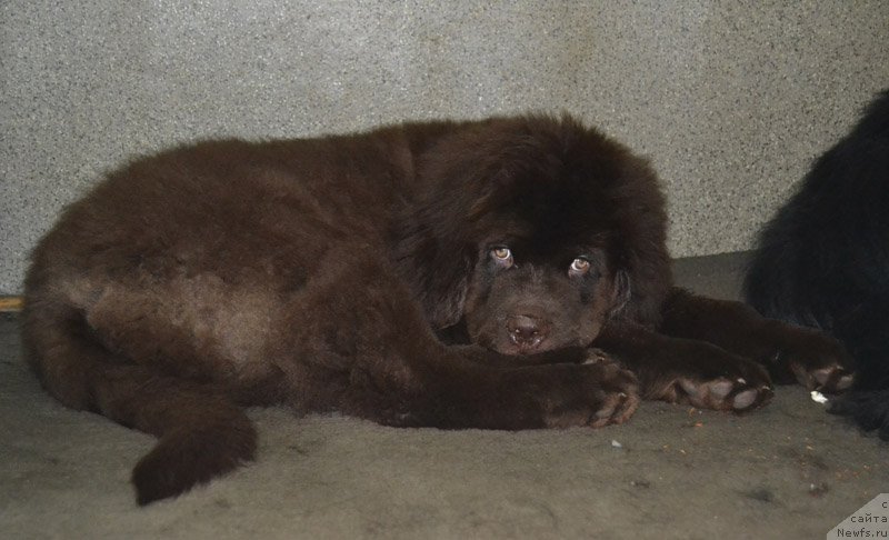 Фото: ньюфаундленд Nobl King May Lord Simba (Нобл Кинг Май Лорд Симба)
