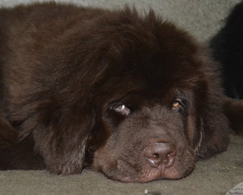 Фото: ньюфаундленд Nobl King May Lord Simba (Нобл Кинг Май Лорд Симба)