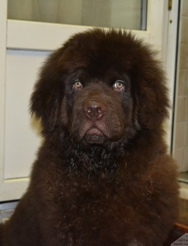 Фото: ньюфаундленд Nobl King May Lord Simba (Нобл Кинг Май Лорд Симба)