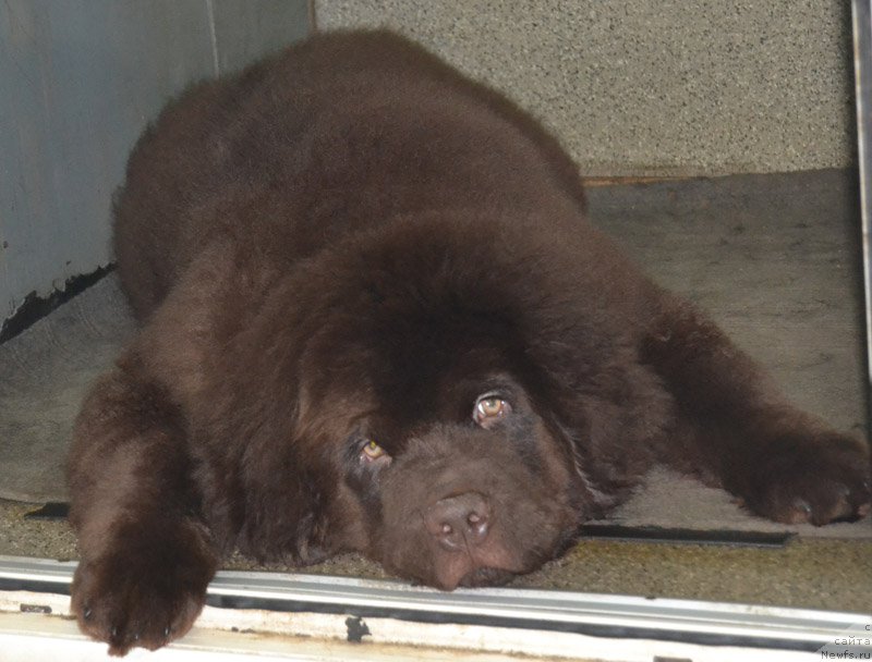 Фото: ньюфаундленд Nobl King May Lord Simba (Нобл Кинг Май Лорд Симба)