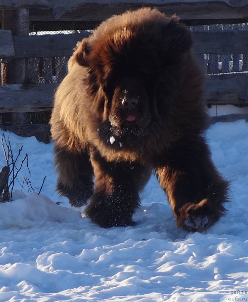 Фото: ньюфаундленд N'yufort YUray Kvin (Ньюфорт Юрай Квин)