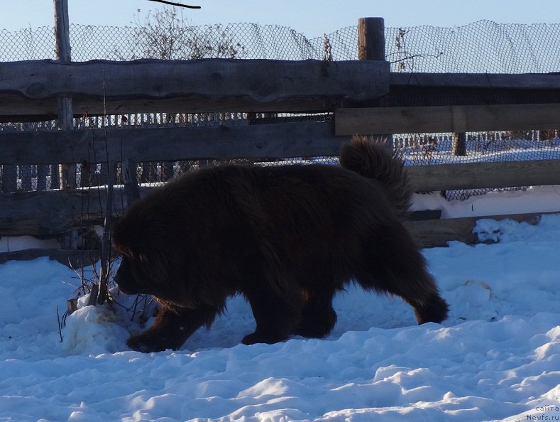 Фото: ньюфаундленд N'yufort YUray Kvin (Ньюфорт Юрай Квин)