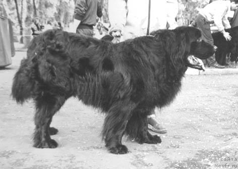 Фото: ньюфаундленд Insar Alsey (Инсар Алсей)