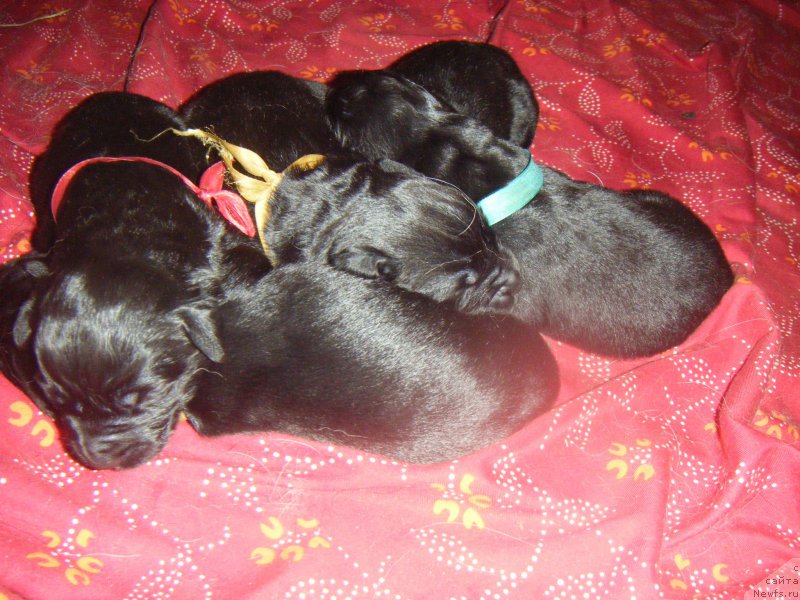 Фото: Дети, ньюфаундленд Bella Donna Barbaresco Super Mishka, ньюфаундленд On Aroll Midnight Bear