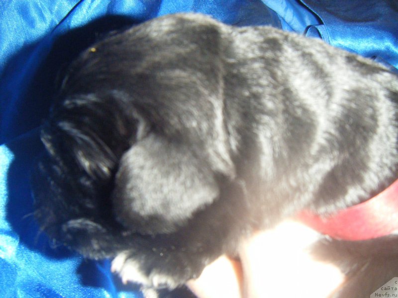 Фото: Дети, ньюфаундленд Bella Donna Barbaresco Super Mishka, ньюфаундленд On Aroll Midnight Bear