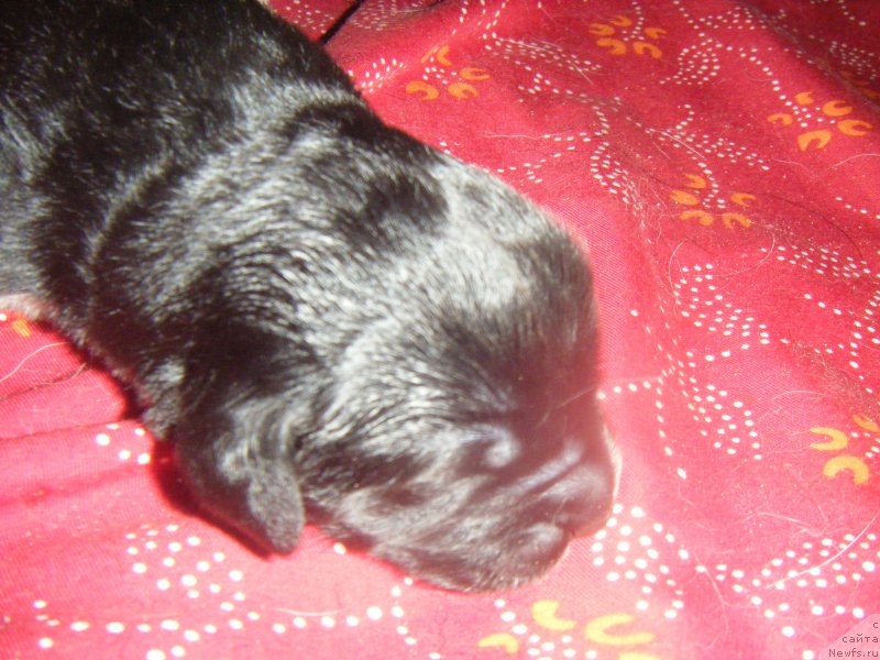 Фото: Дети, ньюфаундленд Bella Donna Barbaresco Super Mishka, ньюфаундленд On Aroll Midnight Bear