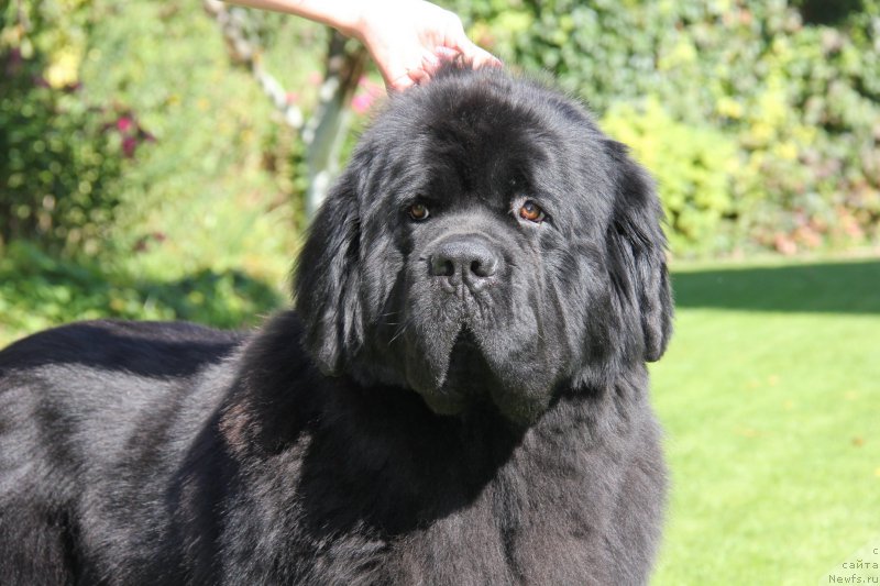 Фото: ньюфаундленд Dzho Star (Джо Стар)