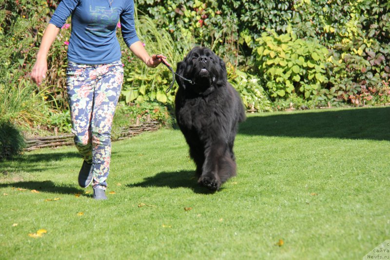 Фото: ньюфаундленд Dzho Star (Джо Стар)