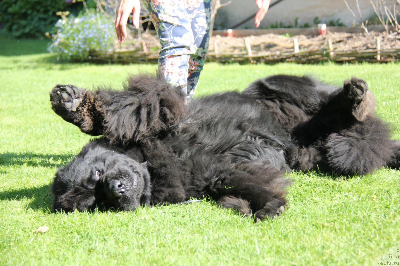 Фото: ньюфаундленд Dzho Star (Джо Стар)