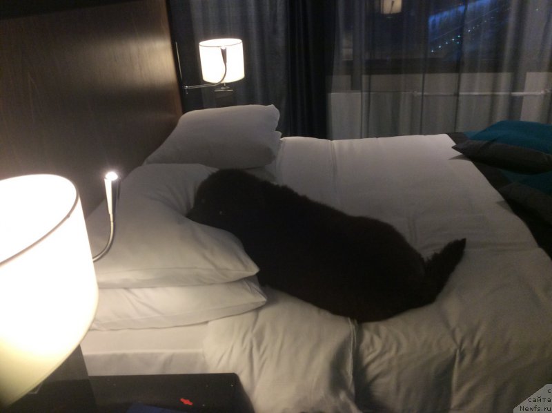 Фото: ньюфаундленд Nobl King May Lord Simba (Нобл Кинг Май Лорд Симба)