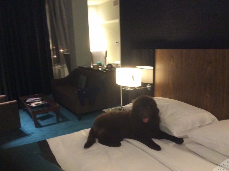 Фото: ньюфаундленд Nobl King May Lord Simba (Нобл Кинг Май Лорд Симба)