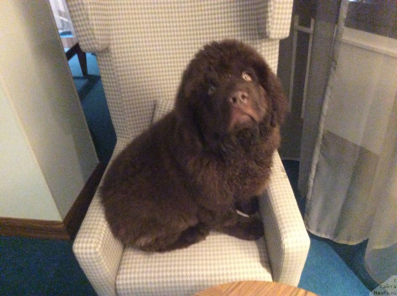 Фото: ньюфаундленд Nobl King May Lord Simba (Нобл Кинг Май Лорд Симба)